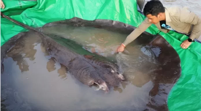 ३०० सय केजीको माछा भेटियो