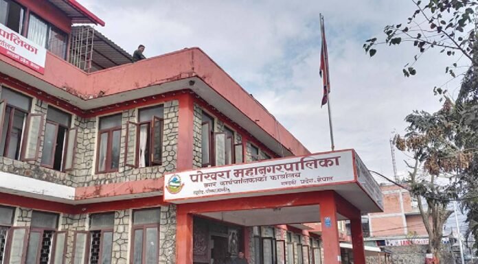 महानगरका मेयरले राेपे लालीगुराँस