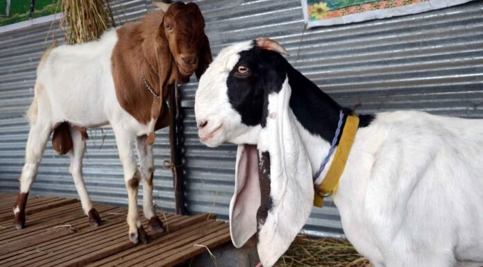 मध्यरातमा भक्तपुर चाँगुमा खसी चोर्न आउने को थिए ?