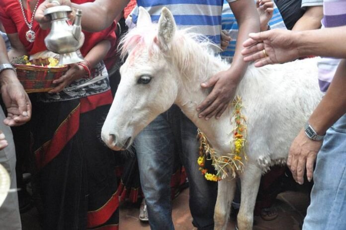 white-horse-jatra073_CruLH4iAwt