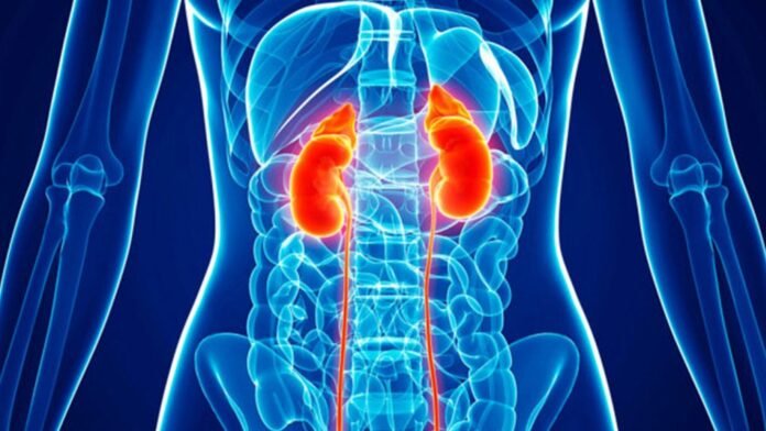 1846004305kidney-disease1613737975