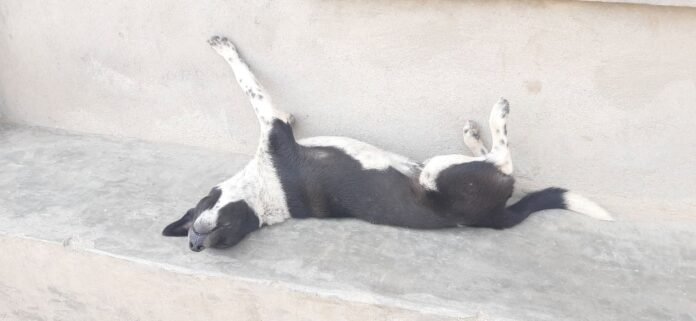 dog khop