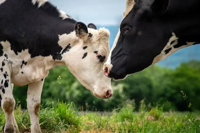 cow gai